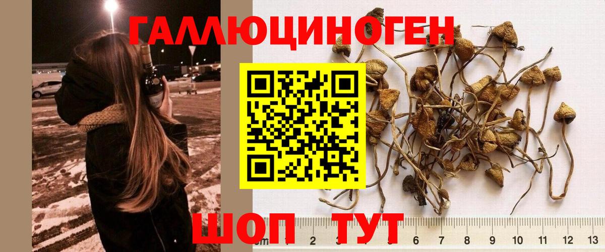 где найти наркотики  Вход с VPN  Железногорск  Галлюциногенные грибы ЛСД  Галлюциногенные грибы GOLDEN TEACHER 